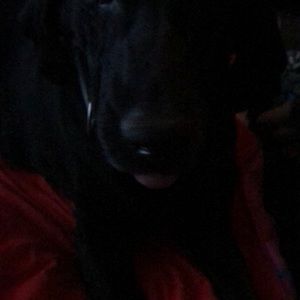 Meet your Posher, Robert